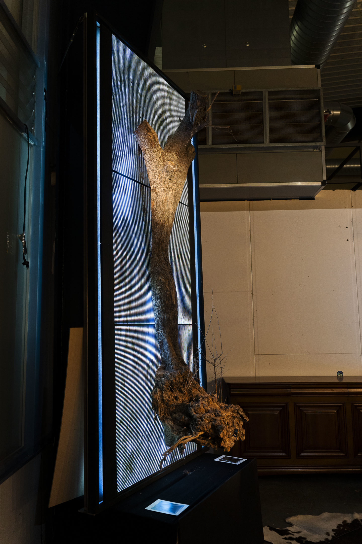 The Ancestor, Opus trinity, Philippe Lauber : The Ancestor, a monumental immersive artwork combining an ancient olive tree cross-section, digital video, and original sound to invite reflection on the passage of time.